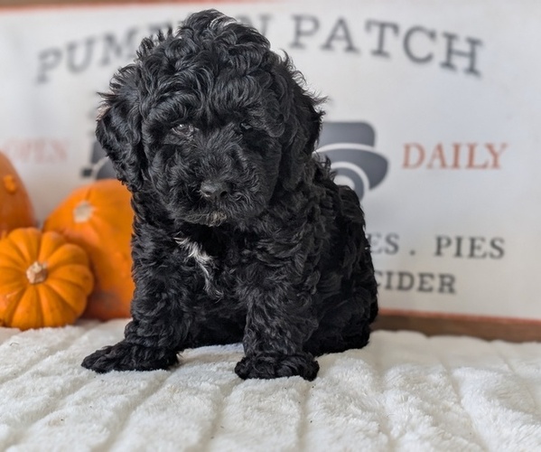 Medium Photo #18 Poodle (Miniature) Puppy For Sale in GOSHEN, IN, USA