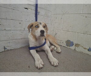 Beagle-Unknown Mix Dogs for adoption in San Bernardino, CA, USA