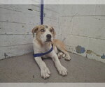Small Beagle Mix