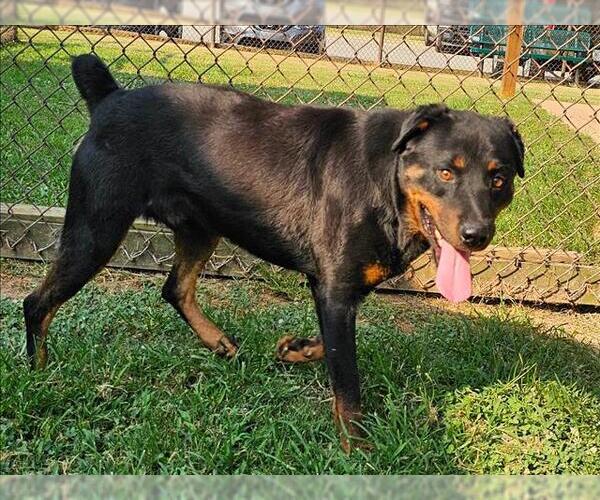 Medium Photo #1 Rottweiler Puppy For Sale in Grovetown, GA, USA