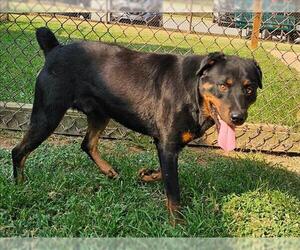 Rottweiler Dogs for adoption in Grovetown, GA, USA