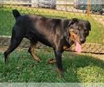 Small Rottweiler
