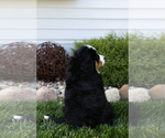 Small #4 Bernese Mountain Dog