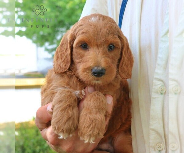 Medium Photo #4 Goldendoodle Puppy For Sale in RONKS, PA, USA