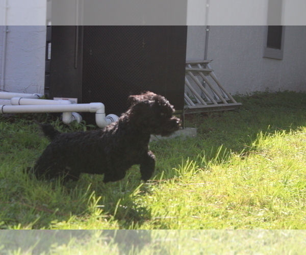 Full screen Photo #1 Aussie-Poo-Poodle (Toy) Mix Puppy For Sale in PORT CHARLOTTE, FL, USA