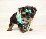 Small #10 Yorkshire Terrier