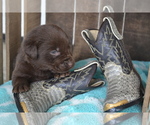 Small Photo #38 Labrador Retriever Puppy For Sale in GREENWOOD, WI, USA