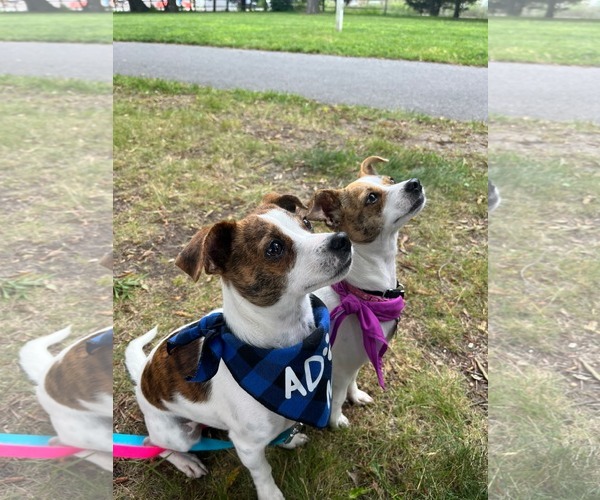 Medium Photo #2 Jack Chi Puppy For Sale in Oakhurst, NJ, USA
