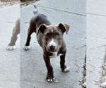 Small #35 American Pit Bull Terrier Mix