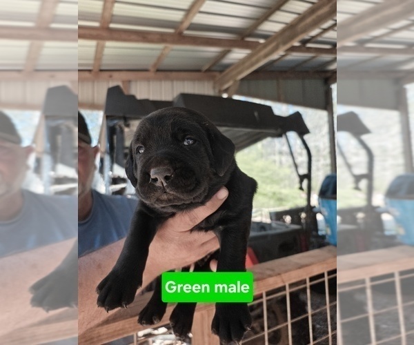 Medium Photo #1 Labrador Retriever Puppy For Sale in NEWNAN, GA, USA