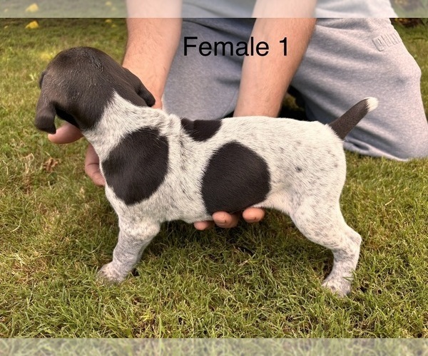 Medium Photo #9 German Shorthaired Pointer Puppy For Sale in VALLEY CENTER, CA, USA