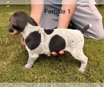 Small #8 German Shorthaired Pointer