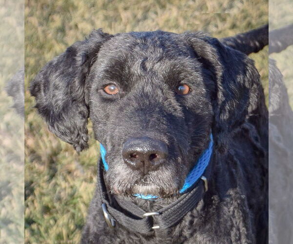 Medium Photo #6 Poodle (Standard)-Unknown Mix Puppy For Sale in Huntley, IL, USA