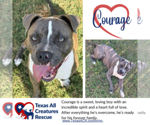 American Pit Bull Terrier-Unknown Mix Dogs for adoption in Lillian, TX, USA
