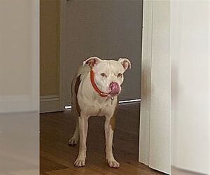 Spot - Male American Pit Bull Terrier Dog for Adoption - Photo #3