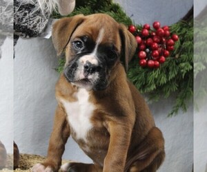 Boxer Puppy for sale in SHIPSHEWANA, IN, USA