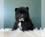 Small Photo #11 Pomsky Puppy For Sale in QUEEN CREEK, AZ, USA