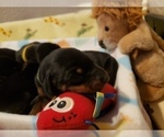 Small Photo #8 Doberman Pinscher Puppy For Sale in SAGINAW, MI, USA