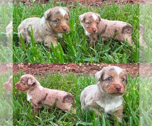 Miniature Australian Shepherd Puppy for sale in BROOKER, FL, USA