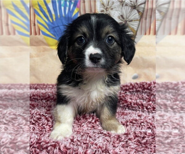 Medium Photo #1 Cheagle Puppy For Sale in Lakewood, CO, USA