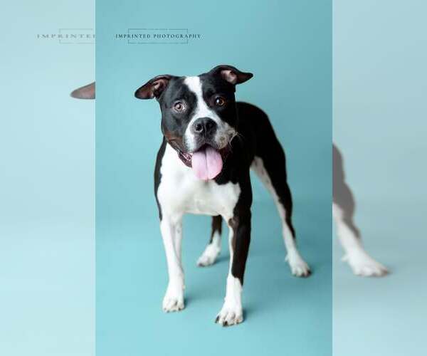 Medium Photo #4  Puppy For Sale in , 