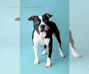 American Pit Bull Terrier Dogs for adoption in Rockville, MD, USA