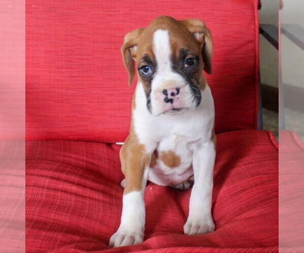 Medium Photo #4 Boxer Puppy For Sale in BIRD IN HAND, PA, USA