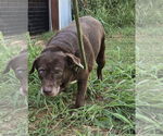 Small #3 Labrador Retriever Mix