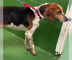 Iver: Not At the Shelter (Wendy) - Male American Foxhound-Unknown Mix Dog for Adoption - Photo #6