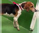 Small #5 American Foxhound Mix