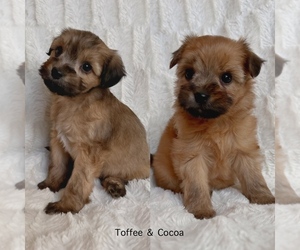 Shorkie Tzu Puppy for sale in OXNARD, CA, USA