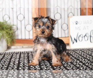 Yorkshire Terrier Puppy for sale in NAPLES, FL, USA