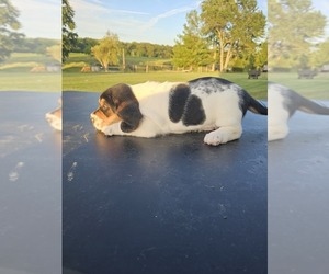 Basset Hound Puppy for Sale in SCIPIO, Indiana USA