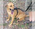 Small Redbone Coonhound Mix