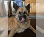 Small #2 Mutt