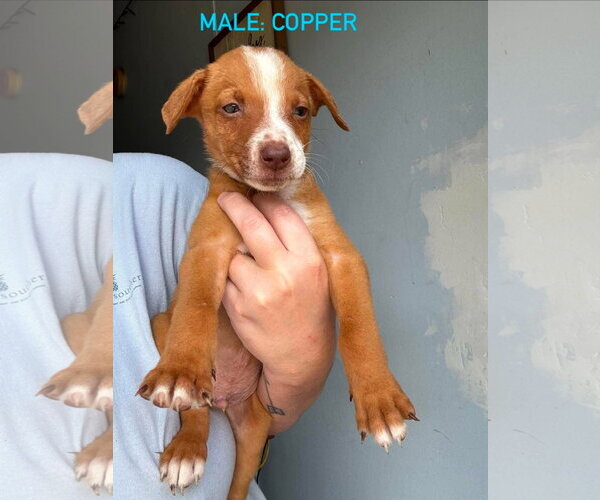 Medium Photo #5 Mutt Puppy For Sale in Stephens City, VA, USA