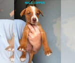 Small #4 Mutt
