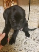 Small Photo #7 Labrador Retriever Puppy For Sale in RENO, NV, USA