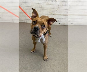 Mutt Dogs for adoption in San Bernardino, CA, USA