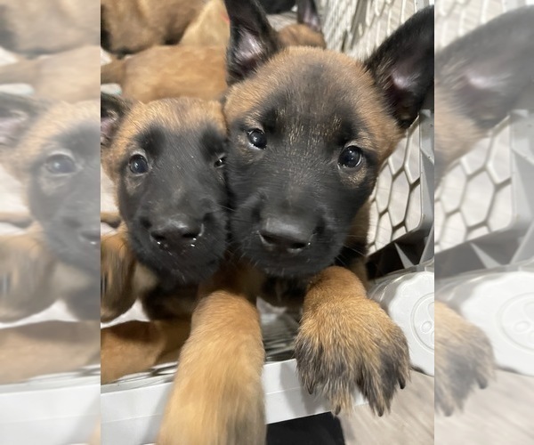 Medium Photo #239 Belgian Malinois Puppy For Sale in REESEVILLE, WI, USA