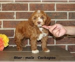 Small #1 Cockapoo (Miniature)