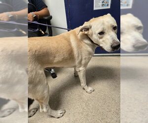 Labrador Retriever Dogs for adoption in Bakersfield, CA, USA