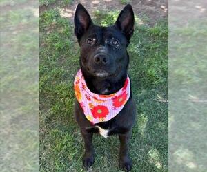 American Pit Bull Terrier-Unknown Mix Dogs for adoption in Tulsa, OK, USA