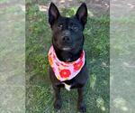 Small American Pit Bull Terrier Mix