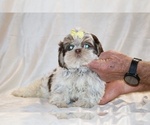 Small #11 Shih Tzu