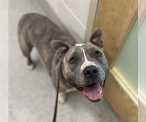 American Staffordshire Terrier Dogs for adoption in Fort Collins, CO, USA