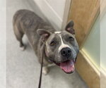 Small American Staffordshire Terrier