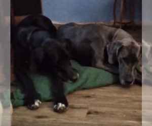Father of the Great Dane puppies born on 12/26/2021