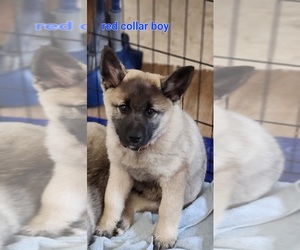Norwegian Elkhound Puppy for sale in SCHOFIELD, WI, USA