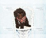 Small #14 Poodle (Toy)